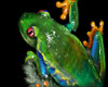 Paintchat — 17 t