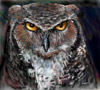 Paintchat — 1 t