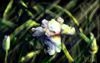 Paintchat — 20 t