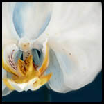 Orchid
