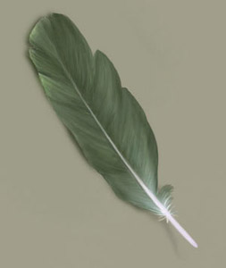 Painting a Feather — 2