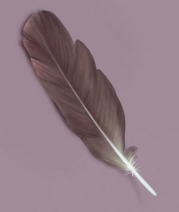 Painting a Feather — 8