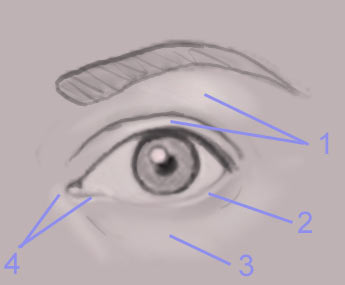 Drawing The Human Eye — eye2