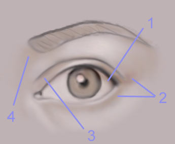 Drawing The Human Eye — eye3