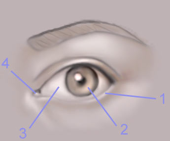 Drawing The Human Eye — eye4