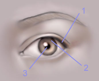 Drawing The Human Eye — eye5