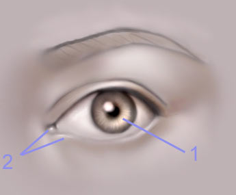 Drawing The Human Eye — eye6