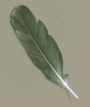 Painting A Feather — 2
