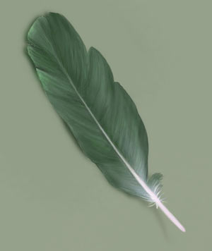 Painting A Feather — 3