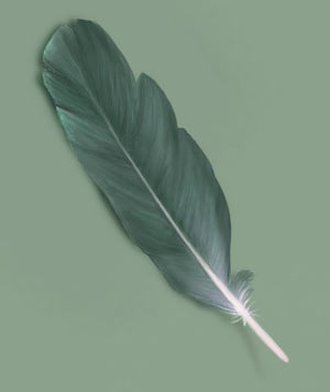 Painting A Feather — 4