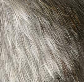 Rendering Fur — froof6